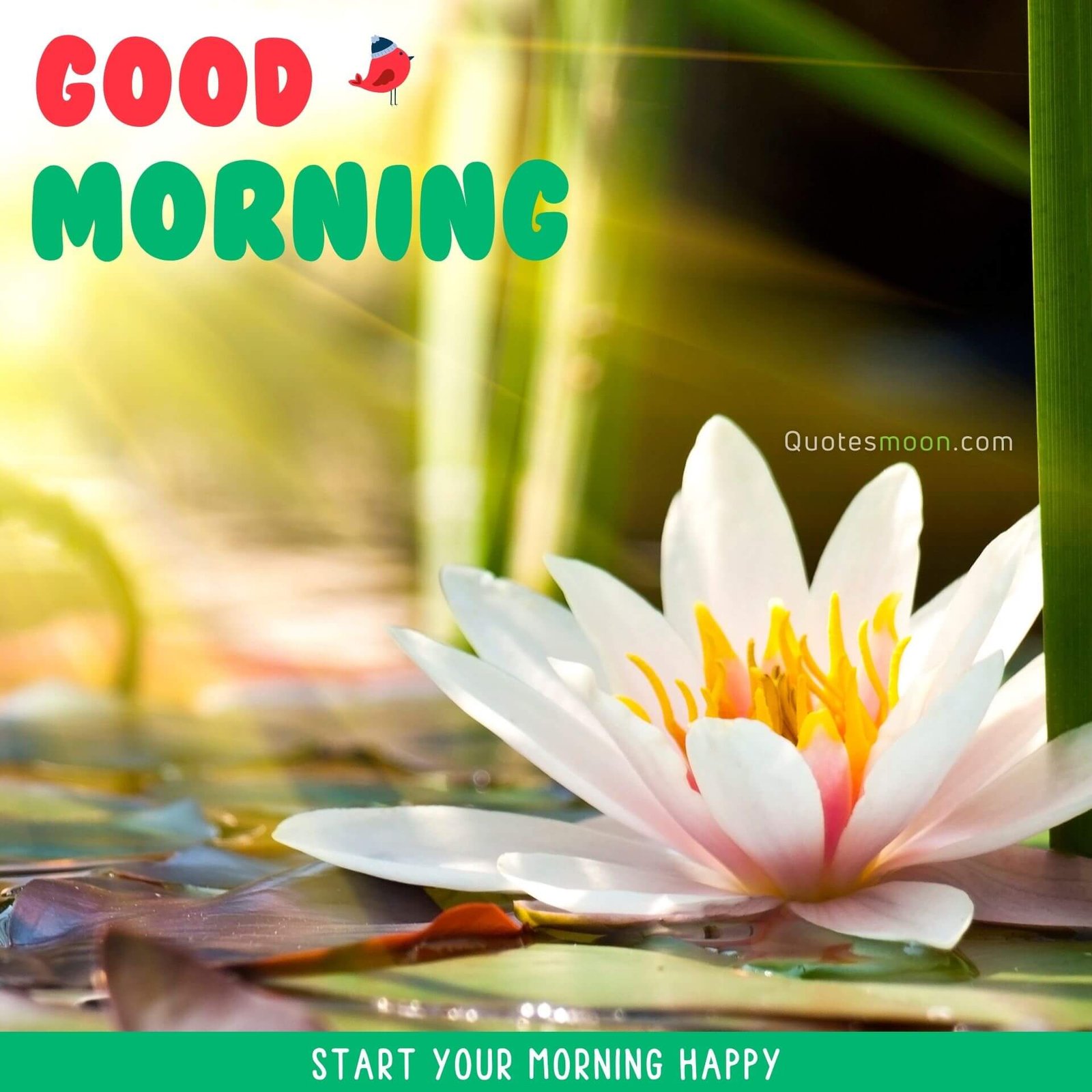 good morning lotus lover wishes