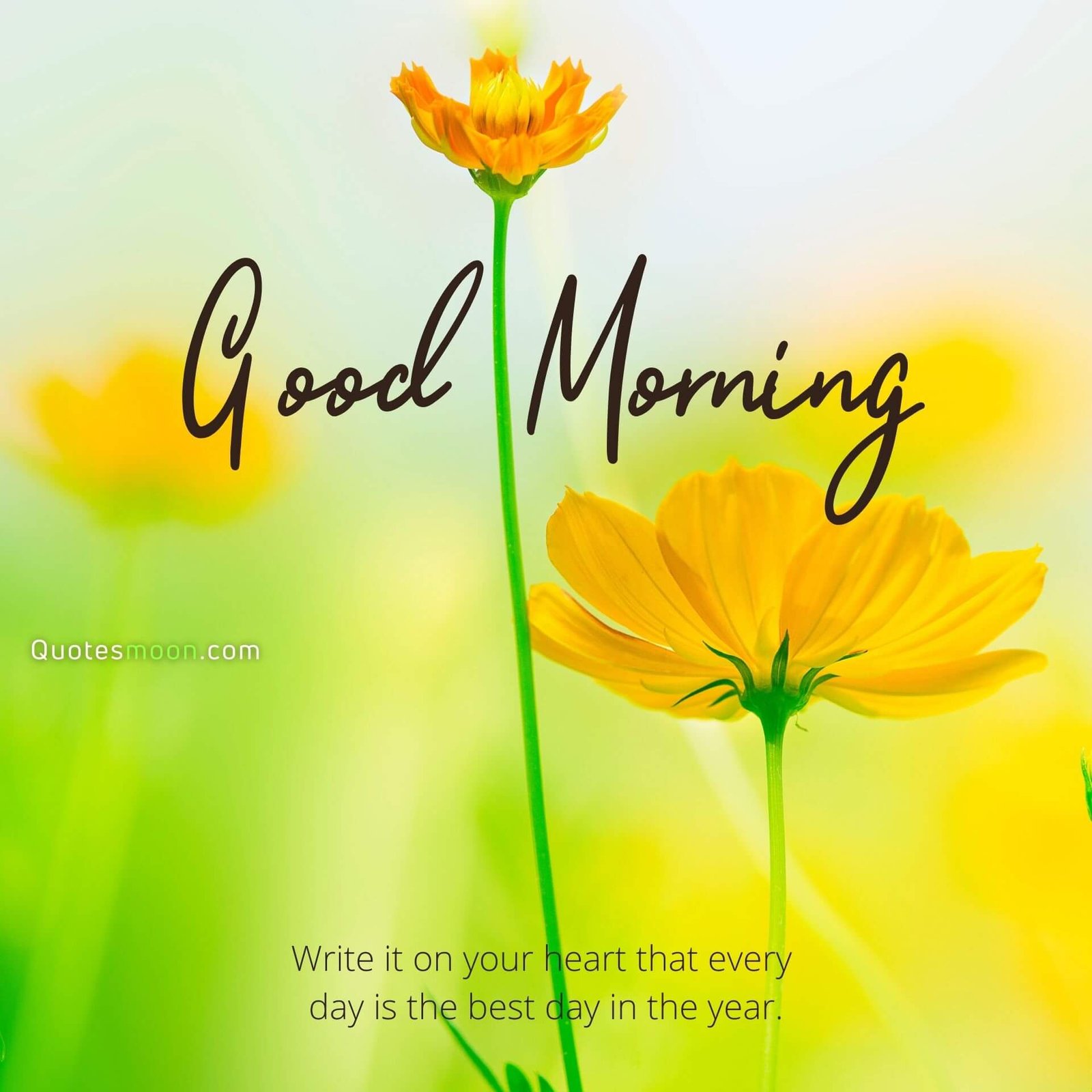 gm wishes with flower pics