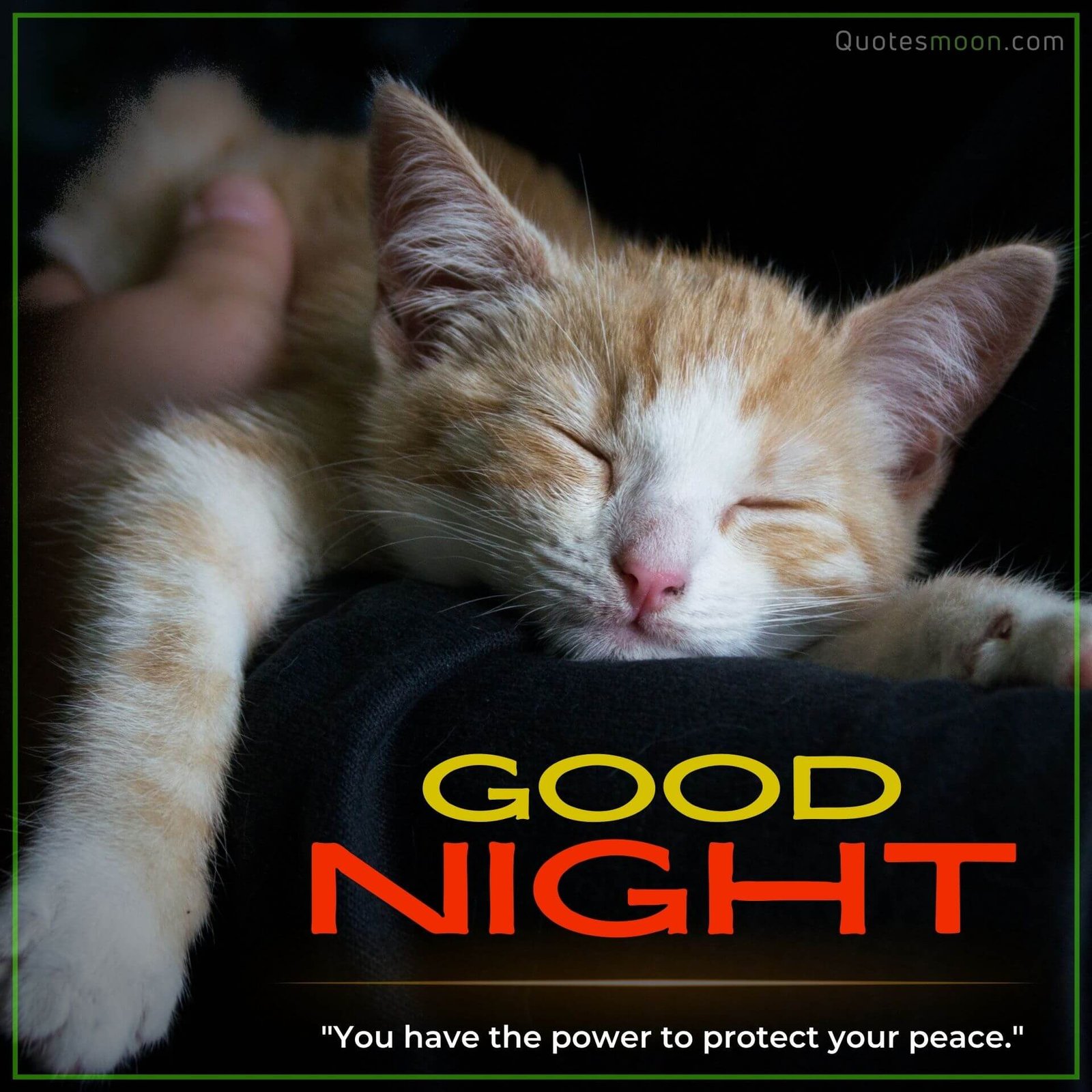 cute kitty night sleeping wishes