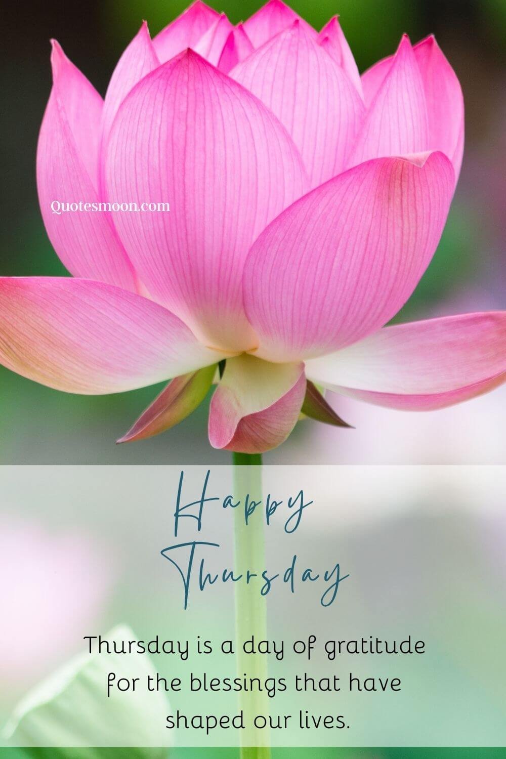 beautiful flowers thursday blessed wish image