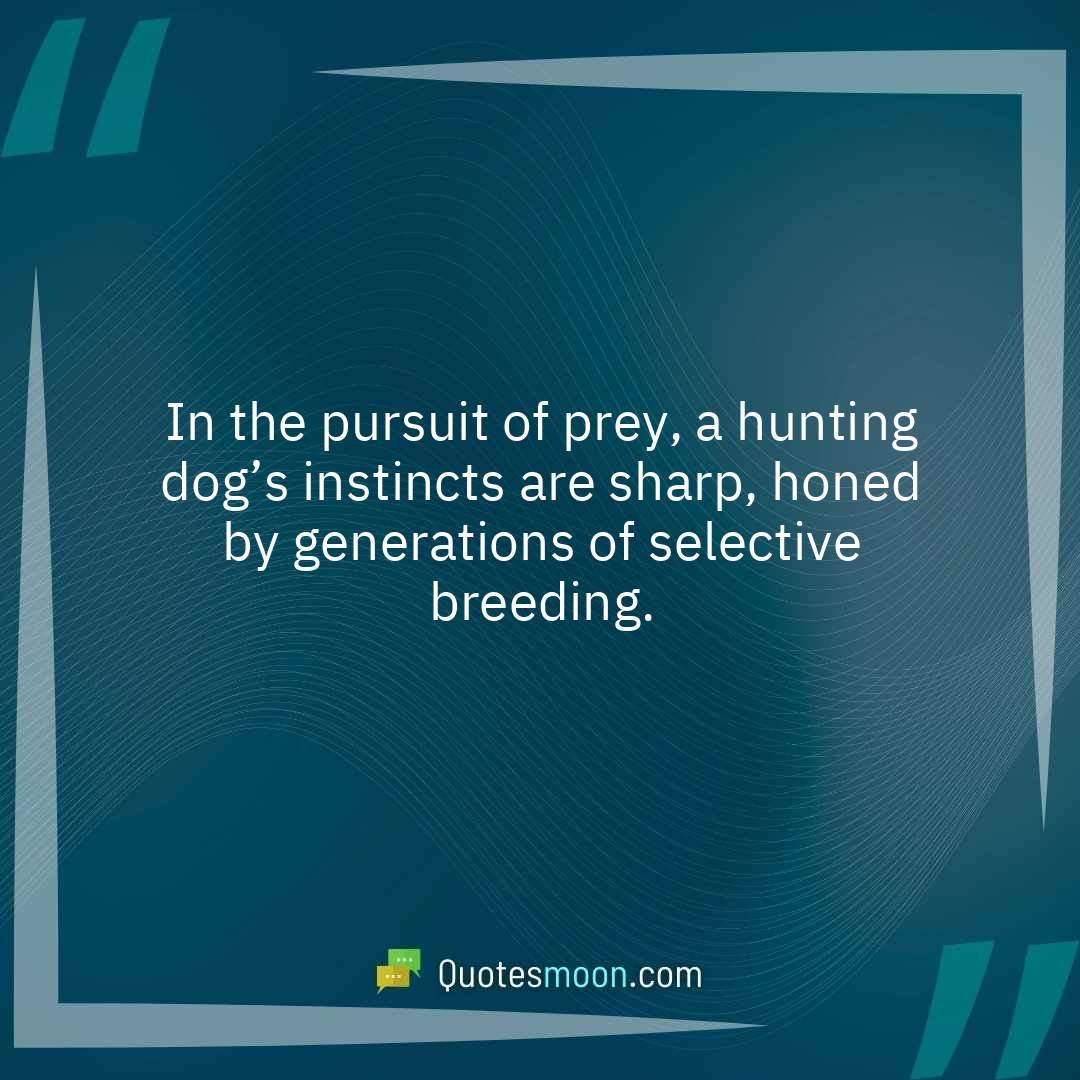 In the pursuit of prey, a hunting dog’s instincts are sharp, honed by generations of selective breeding.