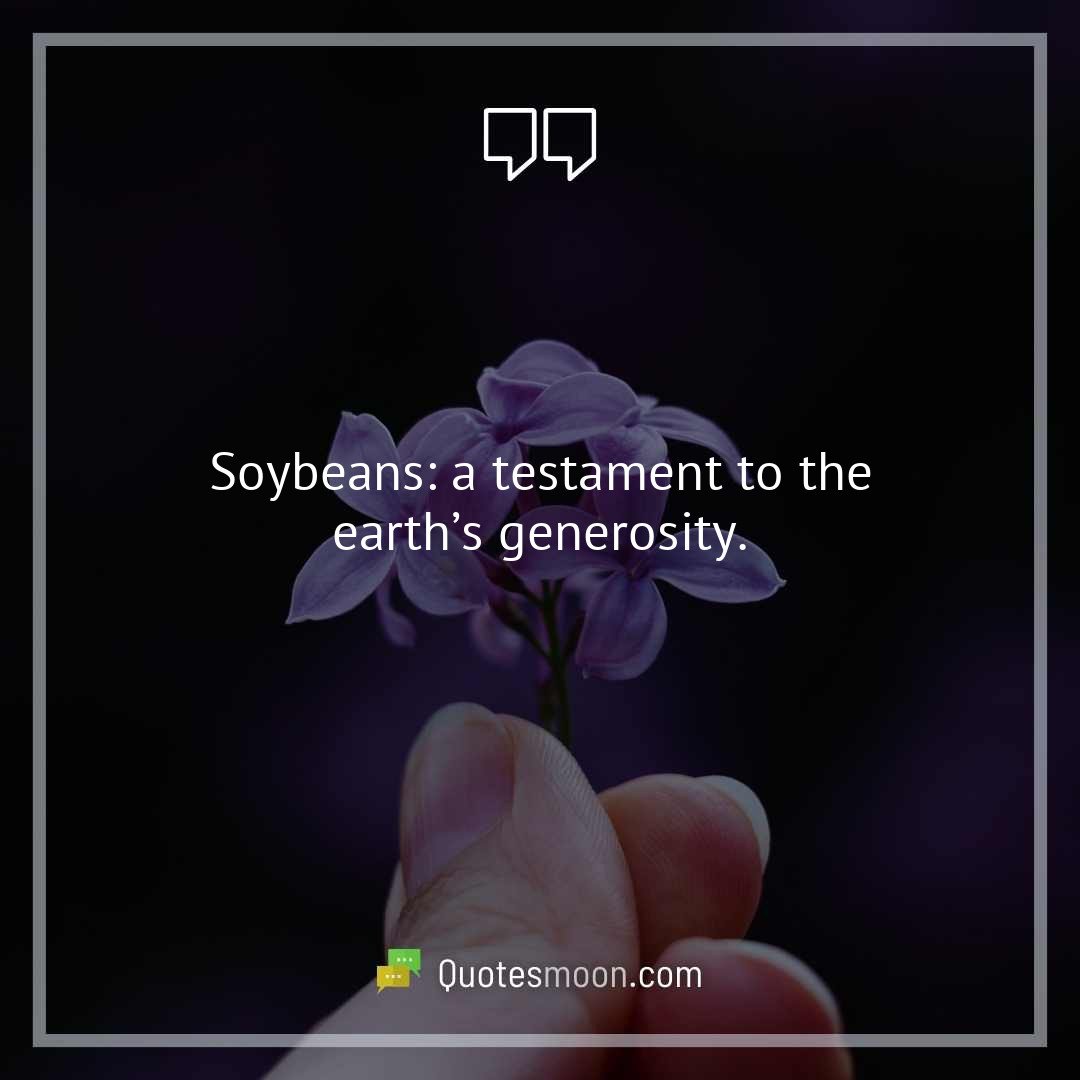 Soybeans: a testament to the earth’s generosity.