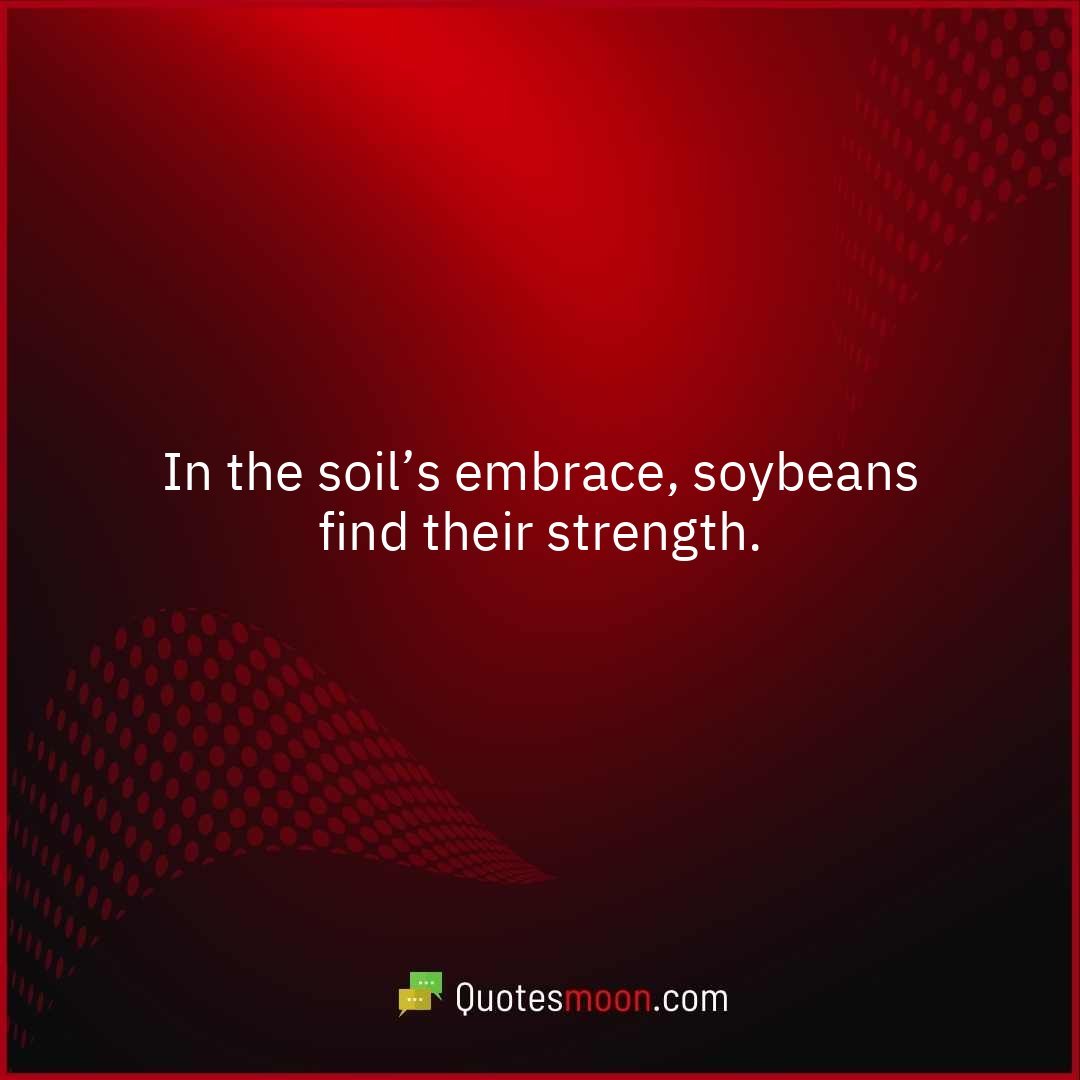 In the soil’s embrace, soybeans find their strength.