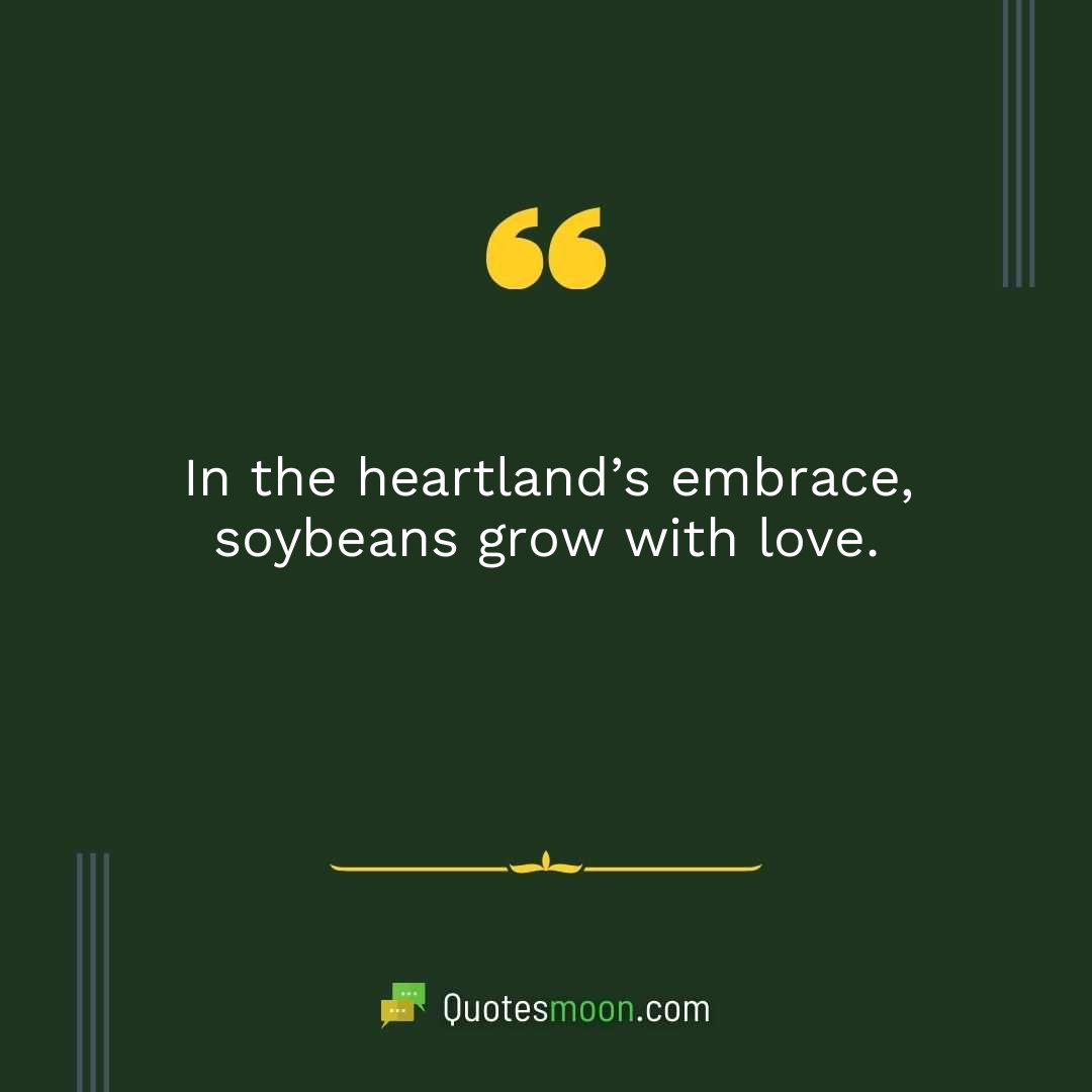 In the heartland’s embrace, soybeans grow with love.