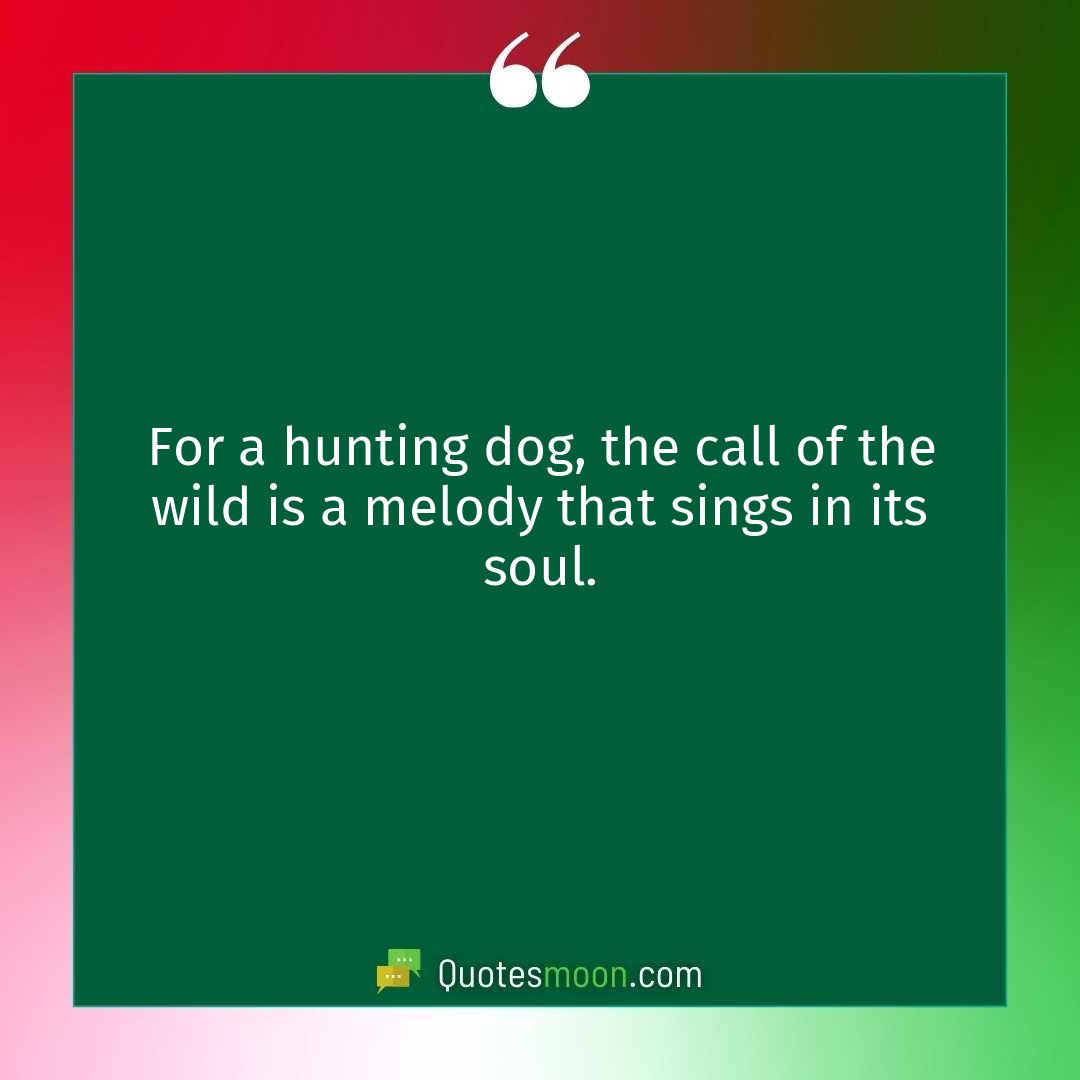 For a hunting dog, the call of the wild is a melody that sings in its soul.