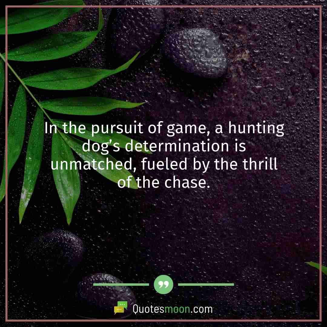 In the pursuit of game, a hunting dog’s determination is unmatched, fueled by the thrill of the chase.