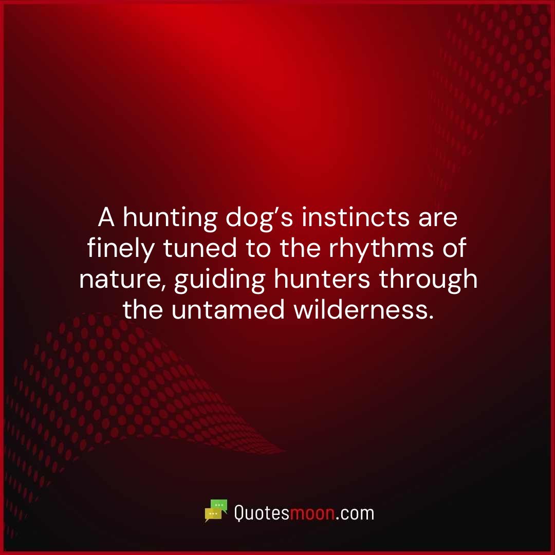 A hunting dog’s instincts are finely tuned to the rhythms of nature, guiding hunters through the untamed wilderness.