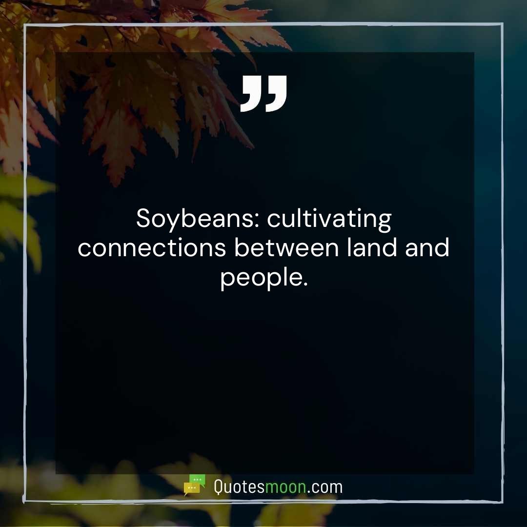 Soybeans: cultivating connections between land and people.