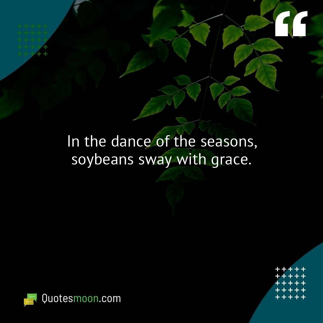 In the dance of the seasons, soybeans sway with grace.