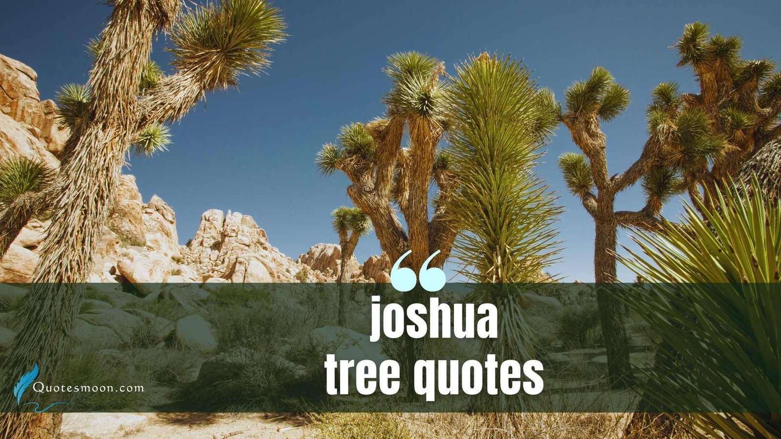 Joshua Tree Quotes