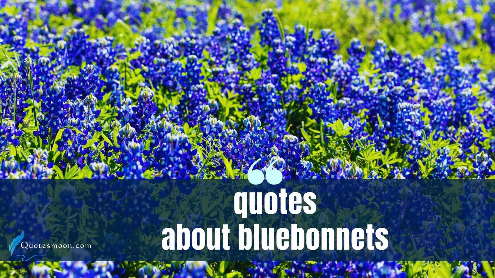Quotes About Bluebonnets