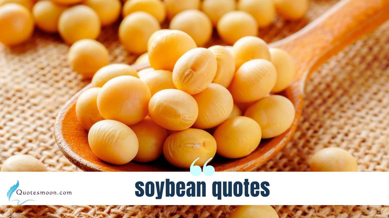 soybean quotes